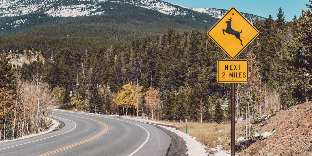 OCT blog-1 (3) deer mating season